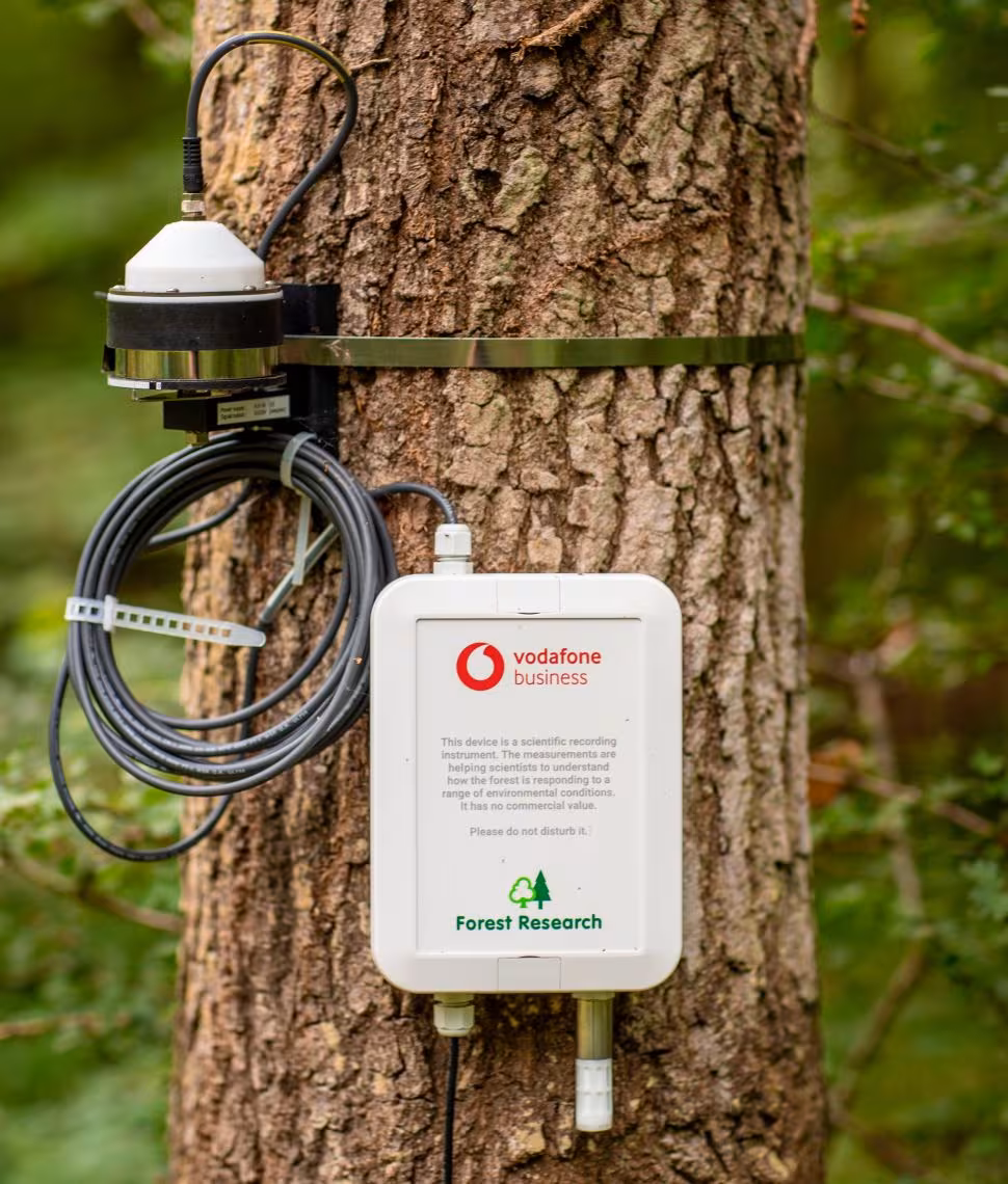 CHESTER NB-IoT unit mounted on a tree trunk for forest climate monitoring